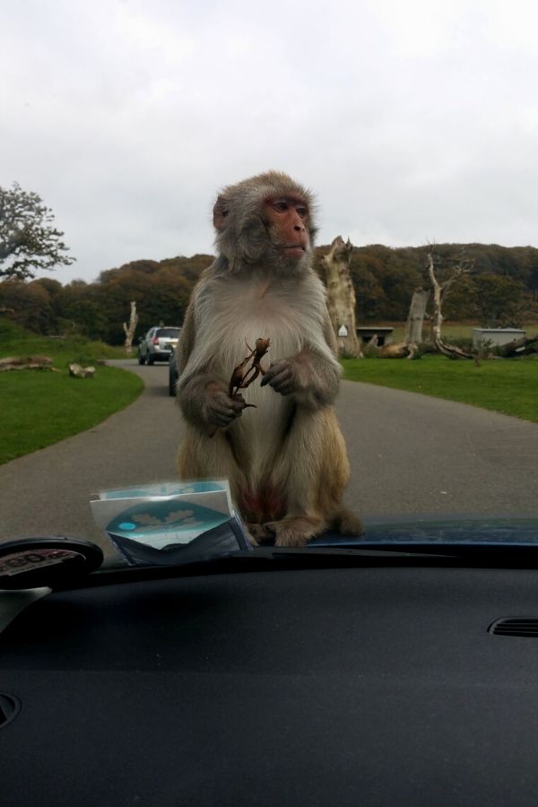 Monkey sitting on a car at Woburn Safari Park.