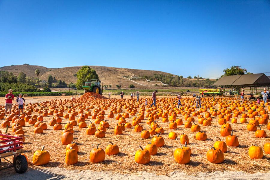Underwood Family Farms pumpkin patch in California.