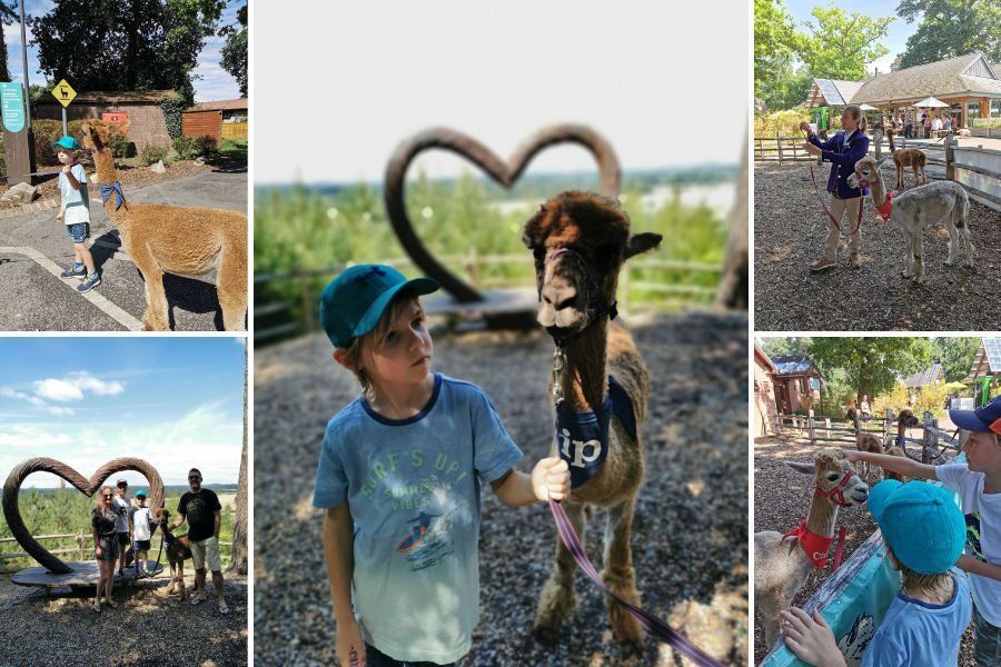 Alpaca walking at Sandy Balls Holiday Village.