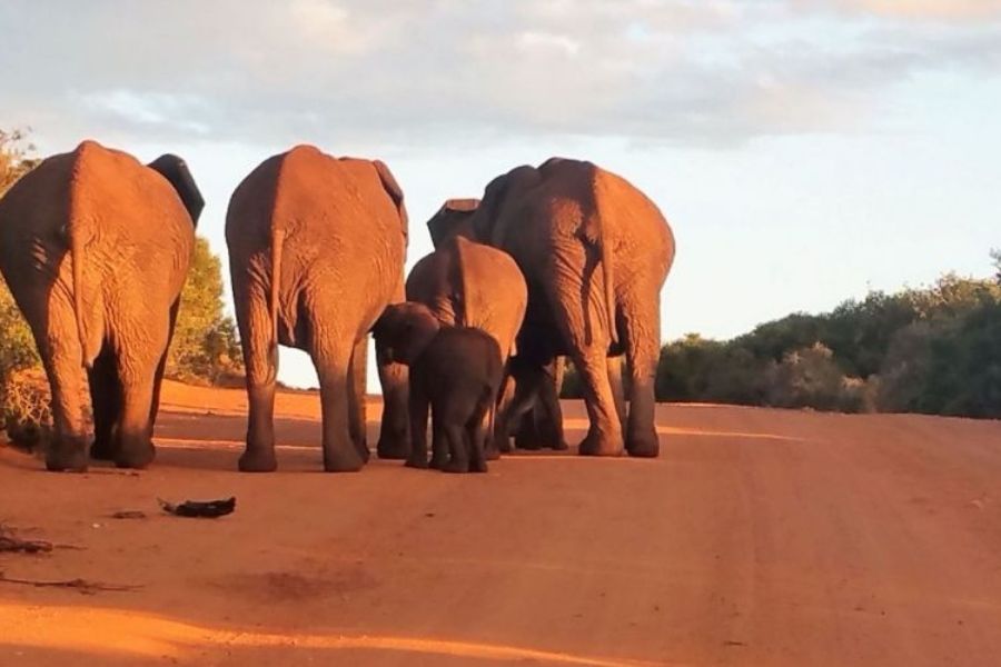 Family of elephants walking along a dirt track in Addo Elephant National Park at sunset.