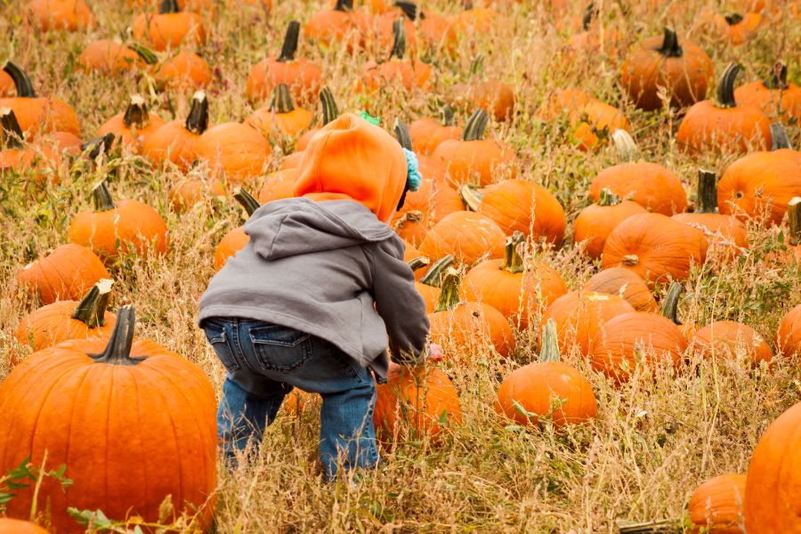 Little child pumpkin picking in Dorset.