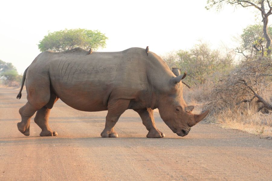 Rhino crossing a dirt track in South Africa.