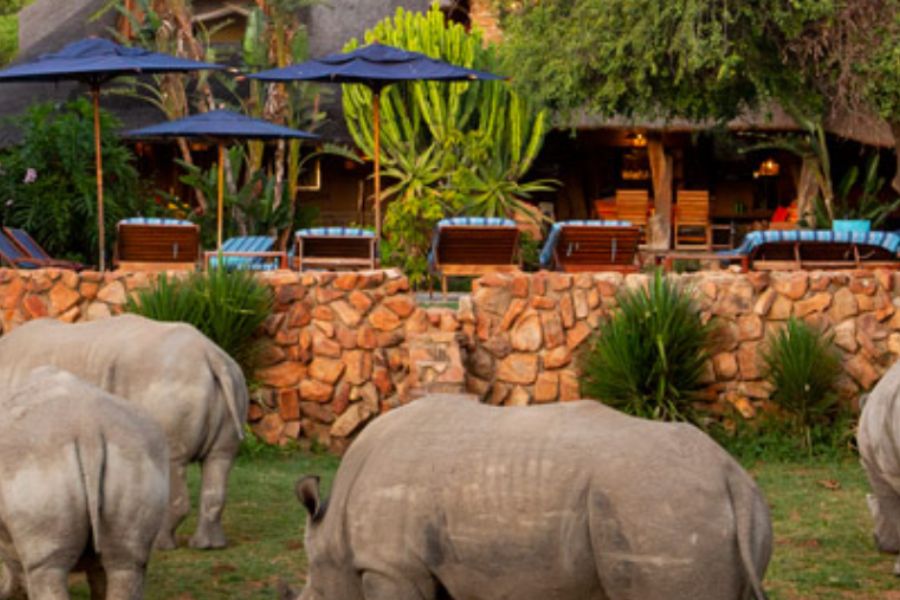 Rhino grazing by the pool at Ants Nest in the Waterberg province in South Africa.