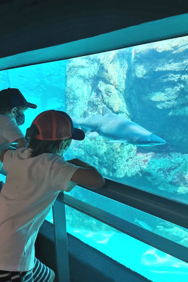 Two kids looking at a shark in an aquarium.