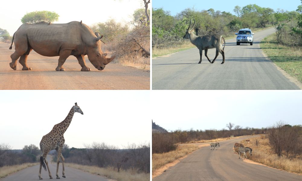 African animals on roads in the Kruger National Park in South Africa.