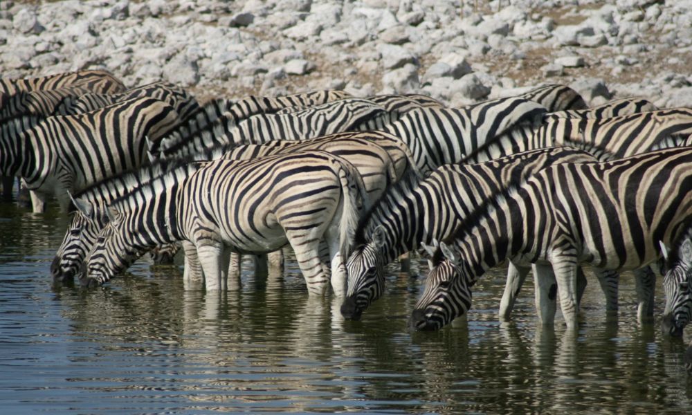 Herd of zebra at a watering hole.