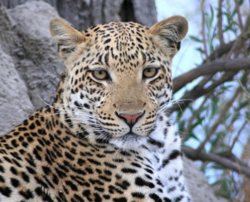Leopard looking into the camera while on safari in July in the Kruger - the best time to visit the Kruger National Park.