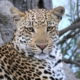 Leopard looking into the camera while on safari in July in the Kruger - the best time to visit the Kruger National Park.