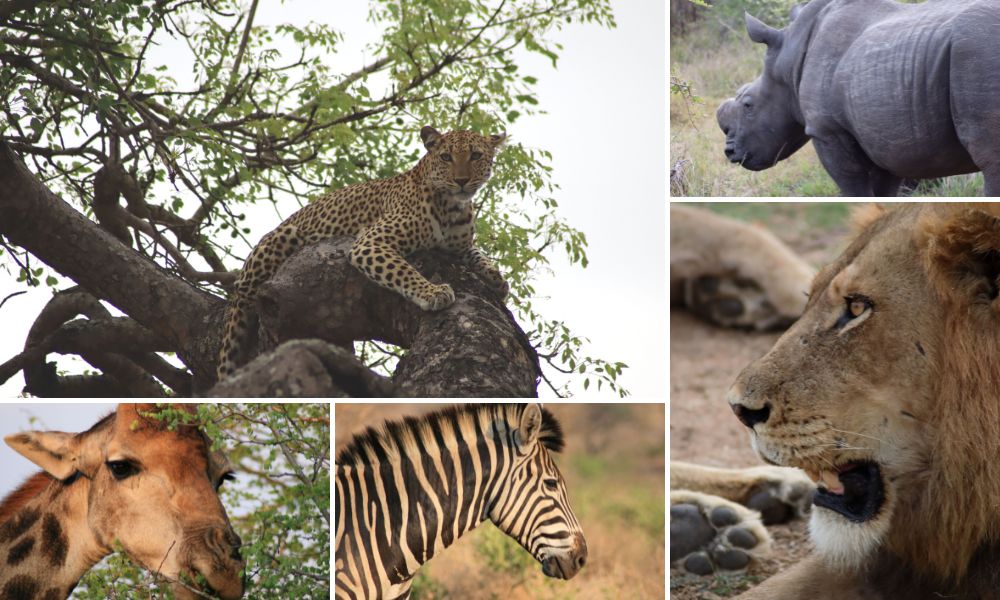 Animal sightings at Jackalberry Lodge in the Thornybush Game Reserve.