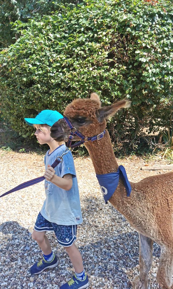 Child taking an Alpaca for a walk.