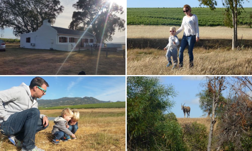 Family accommodation in the Cape Winelands at Denneboom Vineyardd and Wildlife in Paarl.