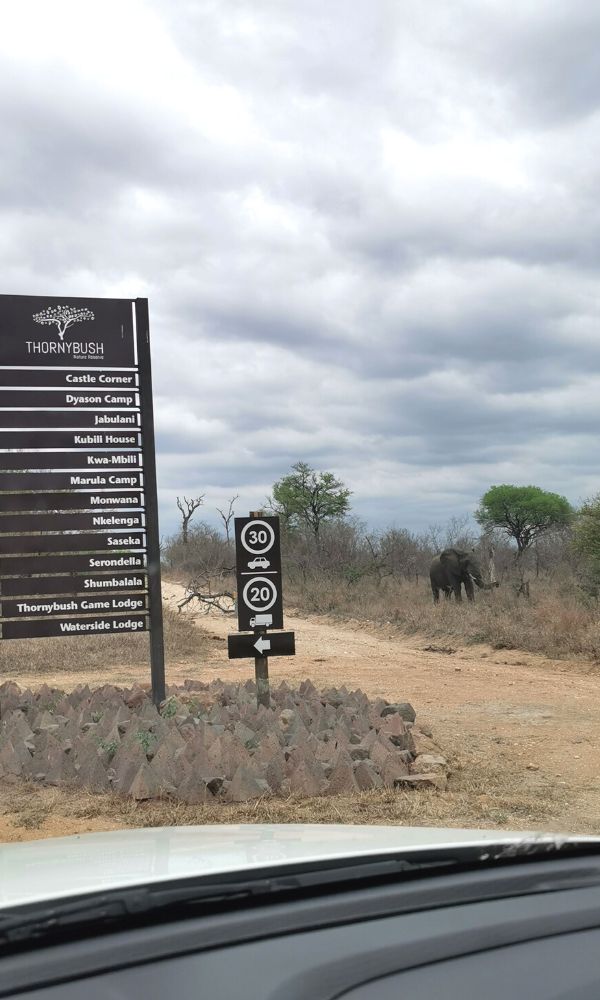 Signpost in Thornybush Game Reserve with elephant in the background.