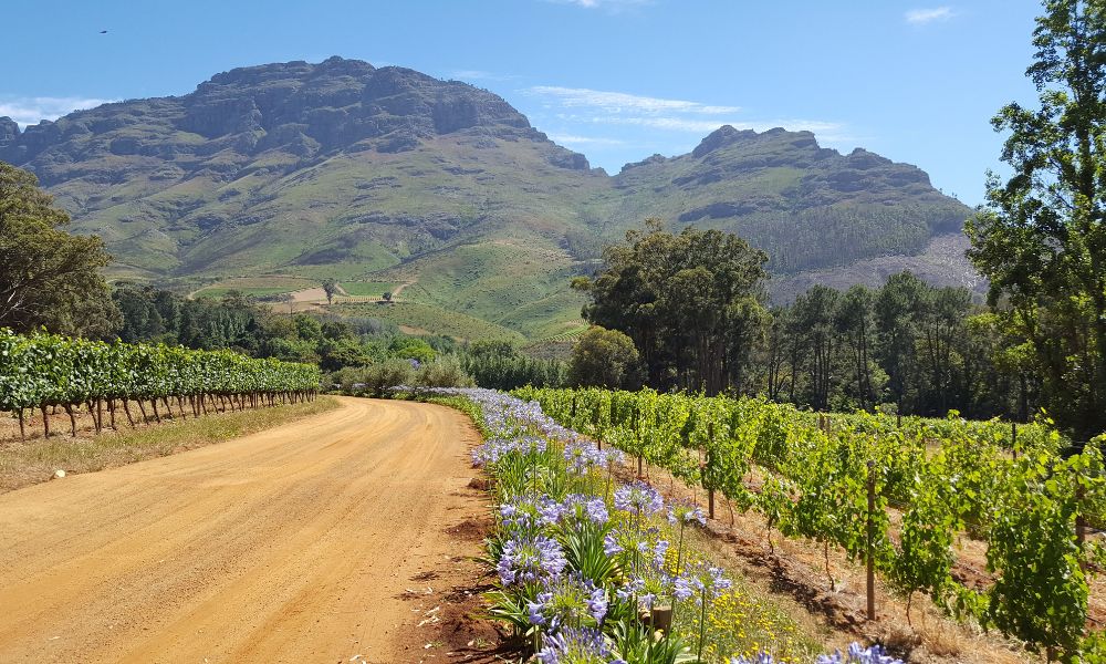 Stunning scenery of the Cape Winelands in South Africa with agapanthas lining the vineyard drive and mountains in the background.