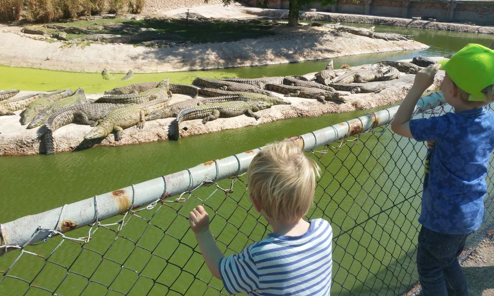 Two little boys looking at crocodiles basking in the sun at a crocodile park in South Africa.