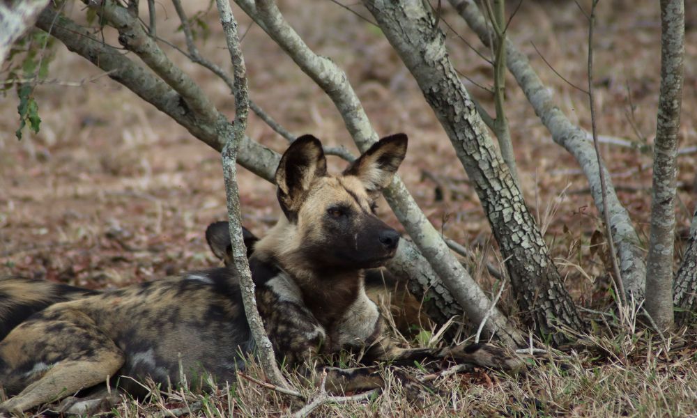 African Wild Dog looking at something in the distance.