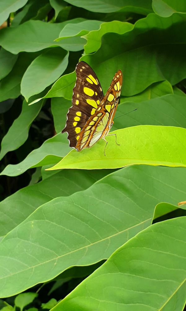Beautiful yellow and black butterfly sitting on a large green leaf.