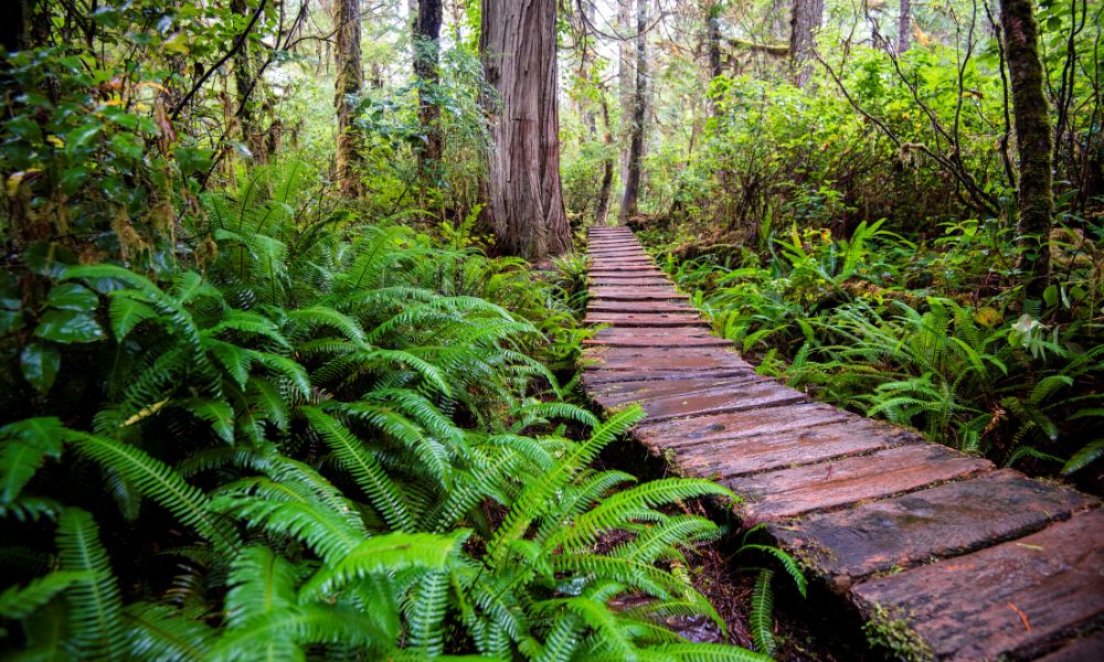 Boardwalk through the rainforest in the Pacific Rim National Park on Vancouver Island.