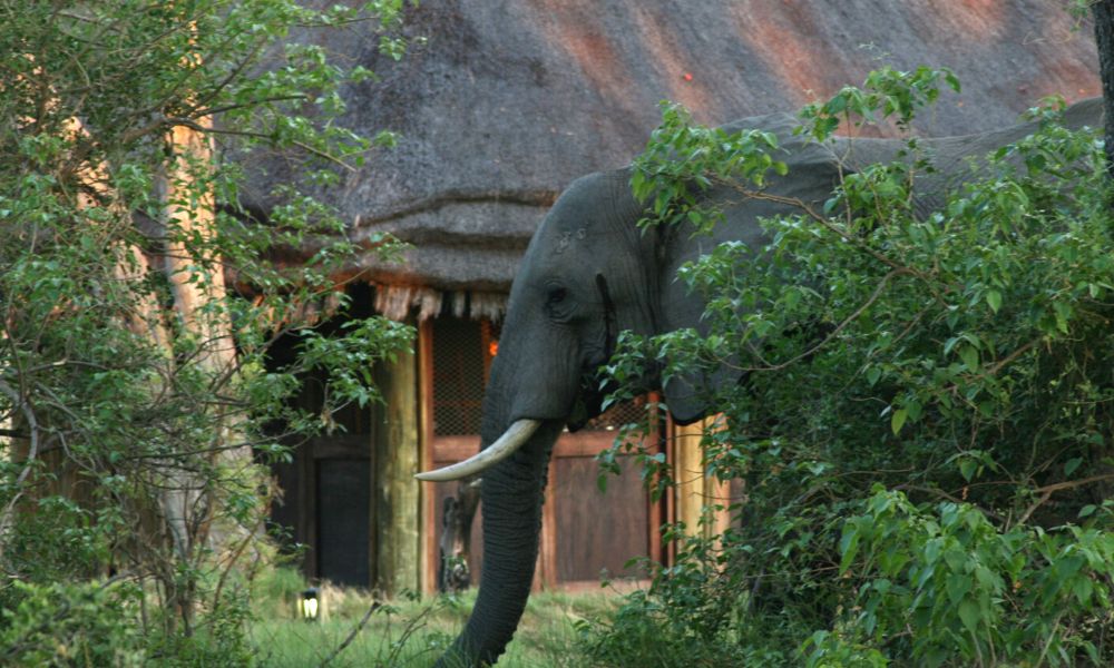 Elephant lurking in the bushes at Sandibe Okavango Safari Lodge in Botswana.