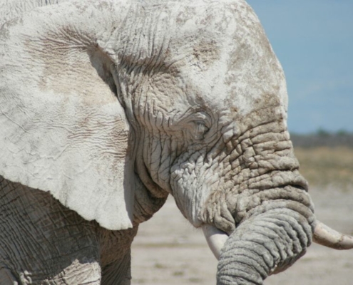 Ghost elephant of Etosha at one of Africa's best safari destinations, Etosha National Park