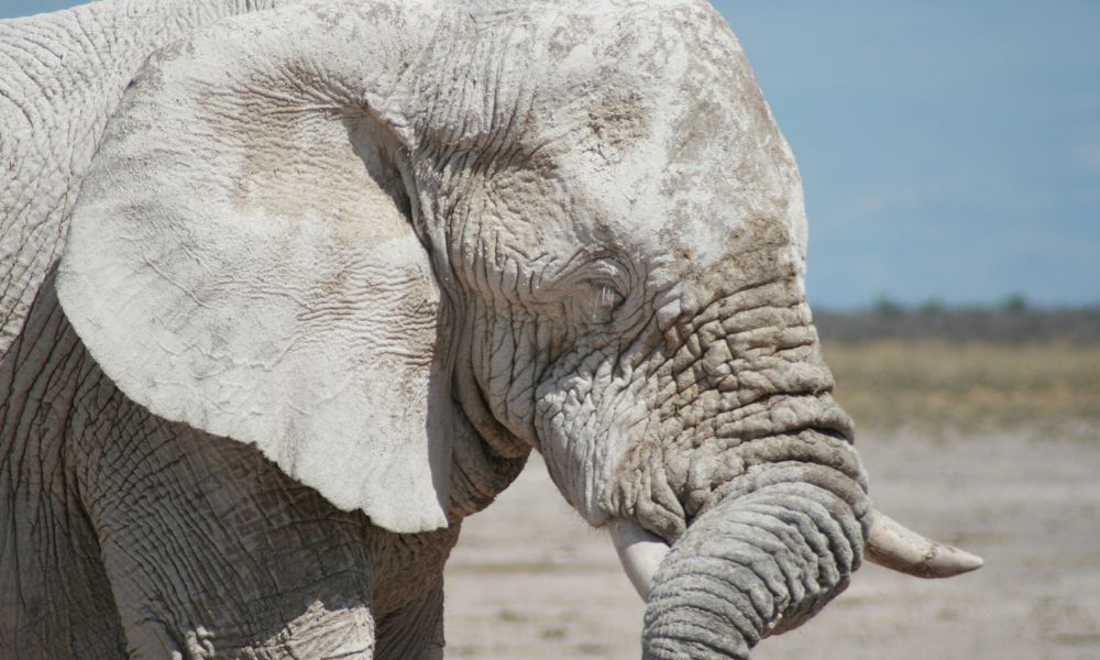 Ghost elephant of Etosha at one of Africa's best safari destinations, Etosha National Park