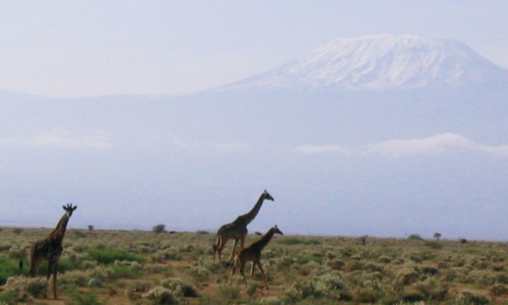 Giraffe strolling infront of Mount Kilimanjaro in Amboseli National Park in Kenya - one of the most iconic safari destinations in Africa.
