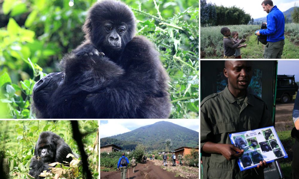 Images from a Mountain Gorilla trek in the Volcanoes National Park in Rwanda.