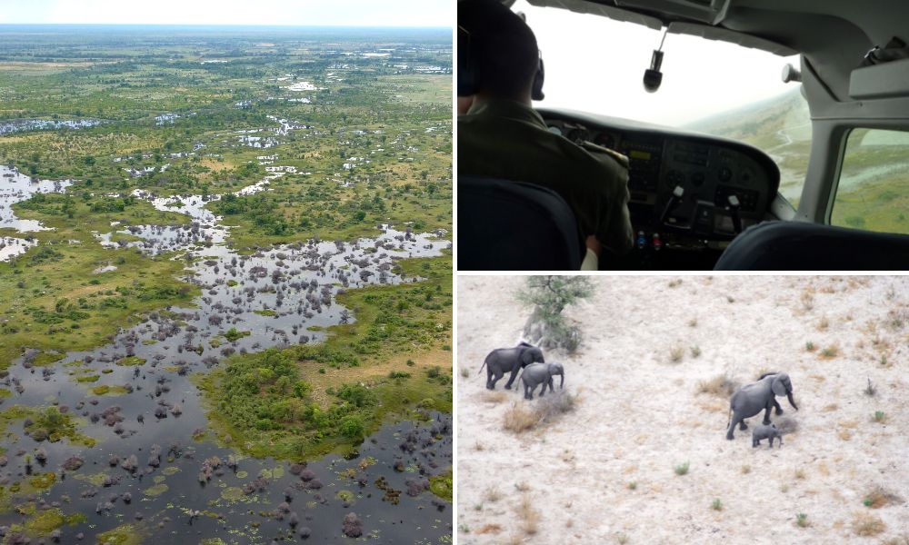 Images from a fly-in safari in the Okavango Delta in Botswana.