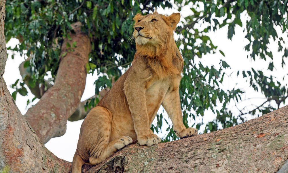 Lion in a tree at Queen Elizabeth National Park in Uganda.