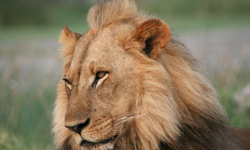 Male lion in the Kruger National Park in South Africa - one of the best self-drive safari destinations in Africa.