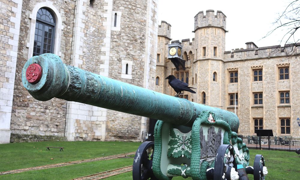 Raven sitting on a canon at the Tower of London.