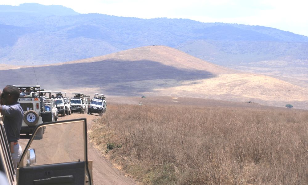 Safari jeeps lining the road in the Ngorongoro Crater in Tanzania watching a lion.