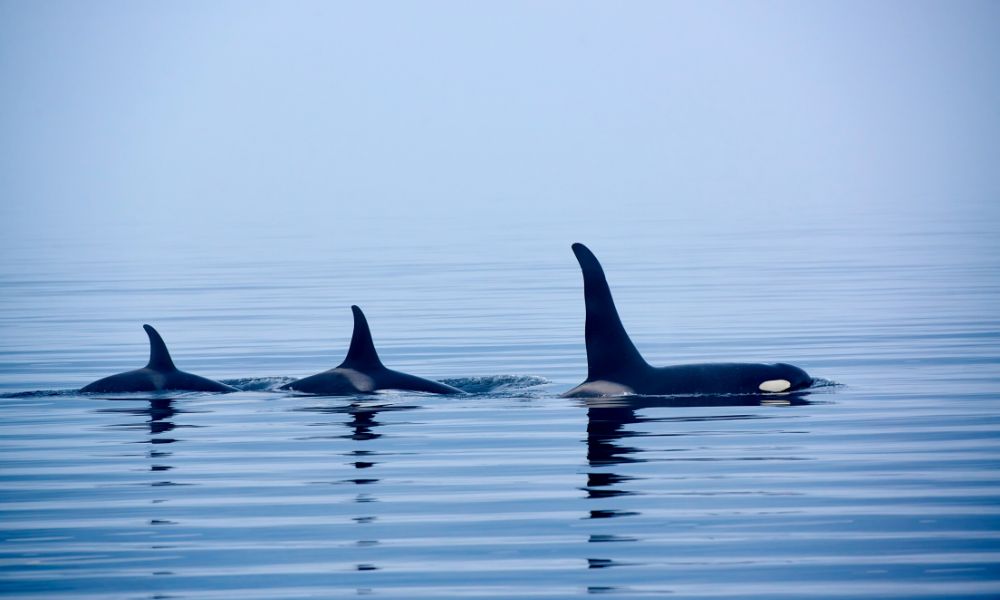 Three Orcas spotted on a wale watching trip from Vancouver Island with kids.