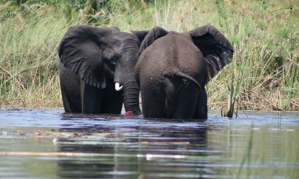 Two elephants wading in the water at Mana Pools National Park in Zimbabwe which is one of the most undiscovered safari destinations in Africa.