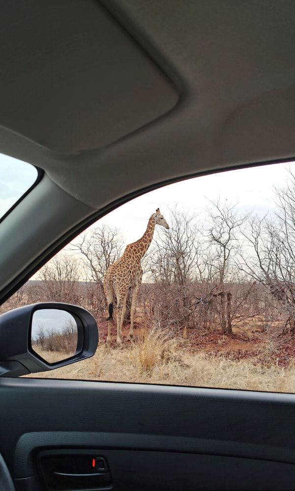 View of a giraffe through a car window in the Kruger National Park which is one of the best African safari destinations for a self-drive safari.