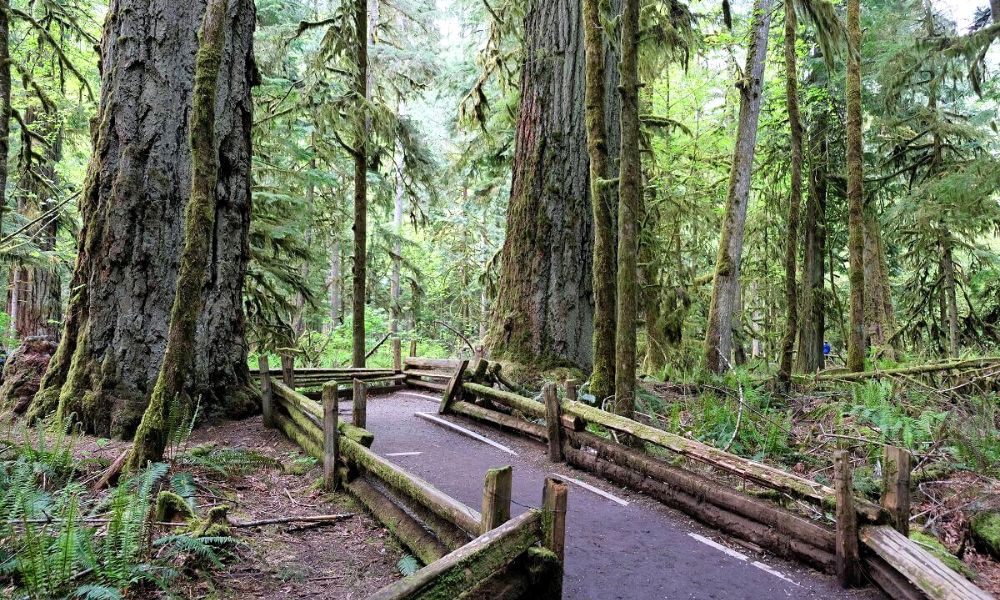 Walkway through the giant trees at Cathedral Grove in MacMillan Park on Vancouver Island.