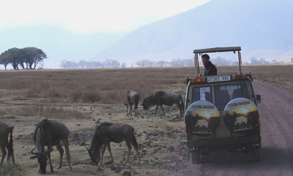 Wildebeest grazing next to a safari jeep in the Ngorongoro Crater in Tanzania in one of the most famous safari destinations in Africa.