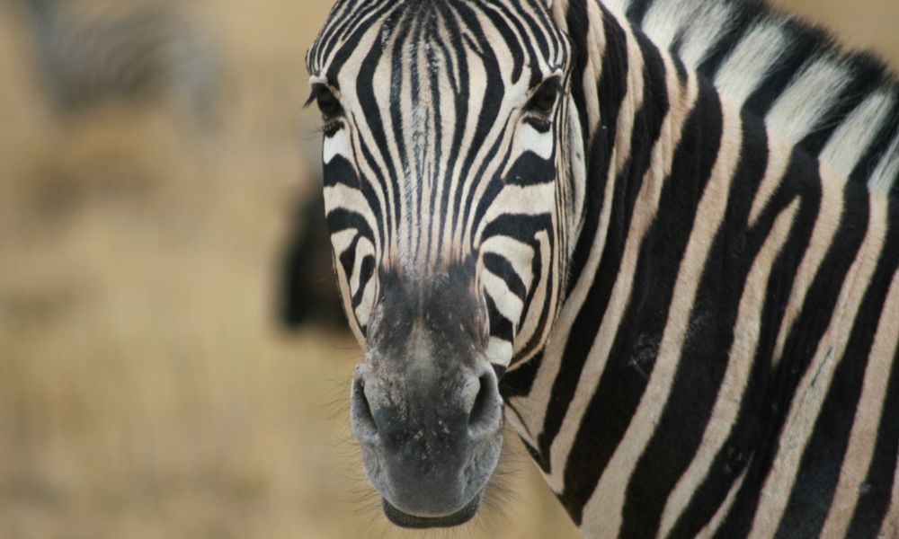 Zebra looking straight at the camera in one of the best safaris in Africa in Botswana.