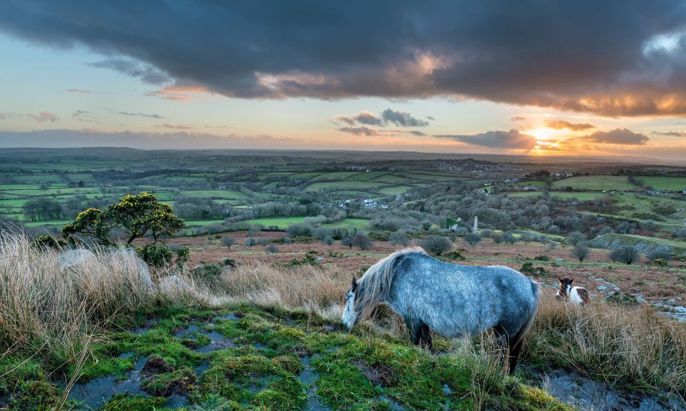 Sweeping views of Bodmin Moor at sunset with a grey horse in the foreground.