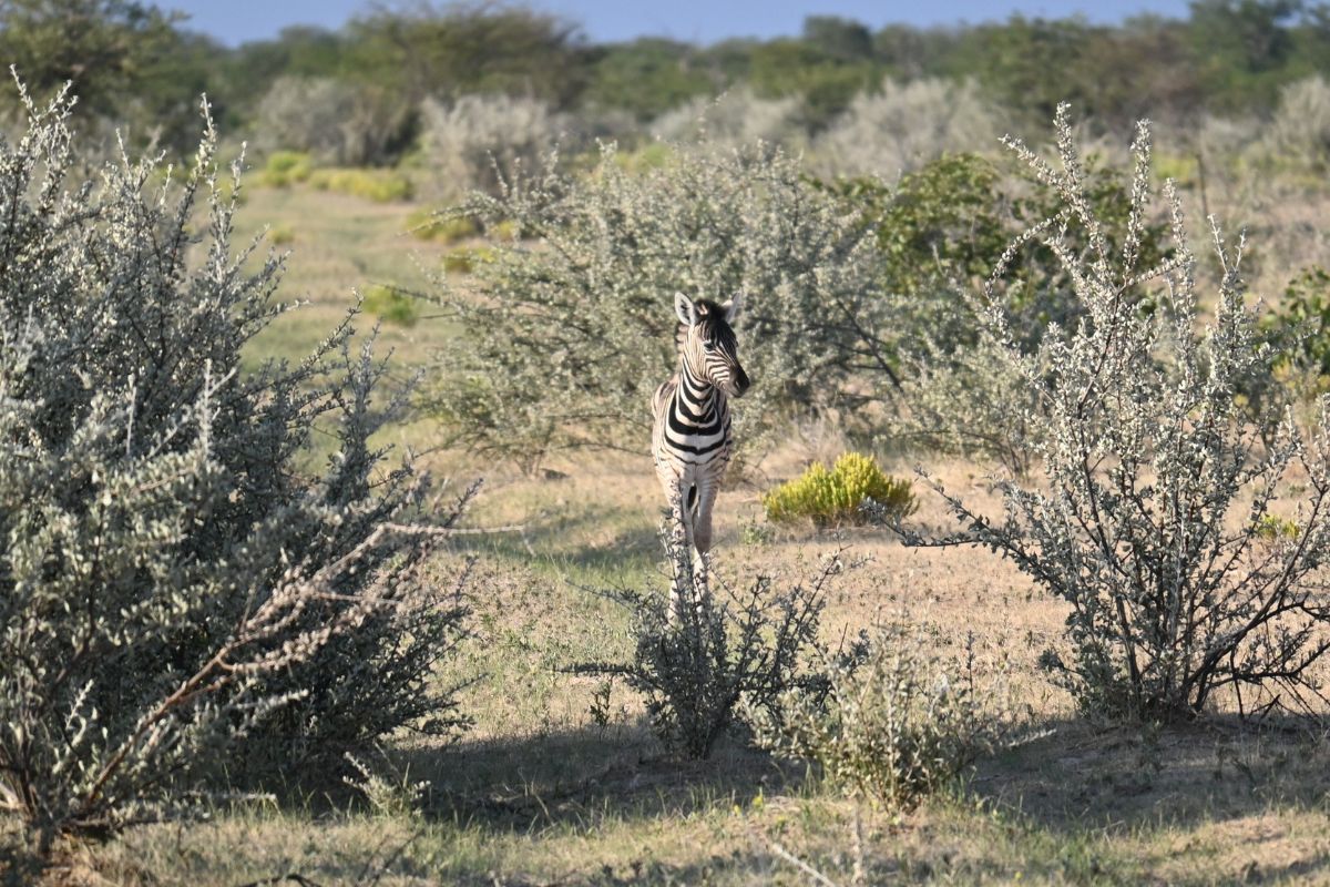 Baby zebra in the bushes at Etosha Mountain Lodge in Namibia.
