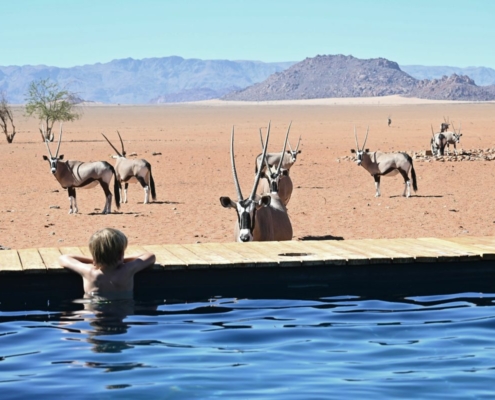 Boy in a swimming pool looking at Oryx in a desert in Namibia.