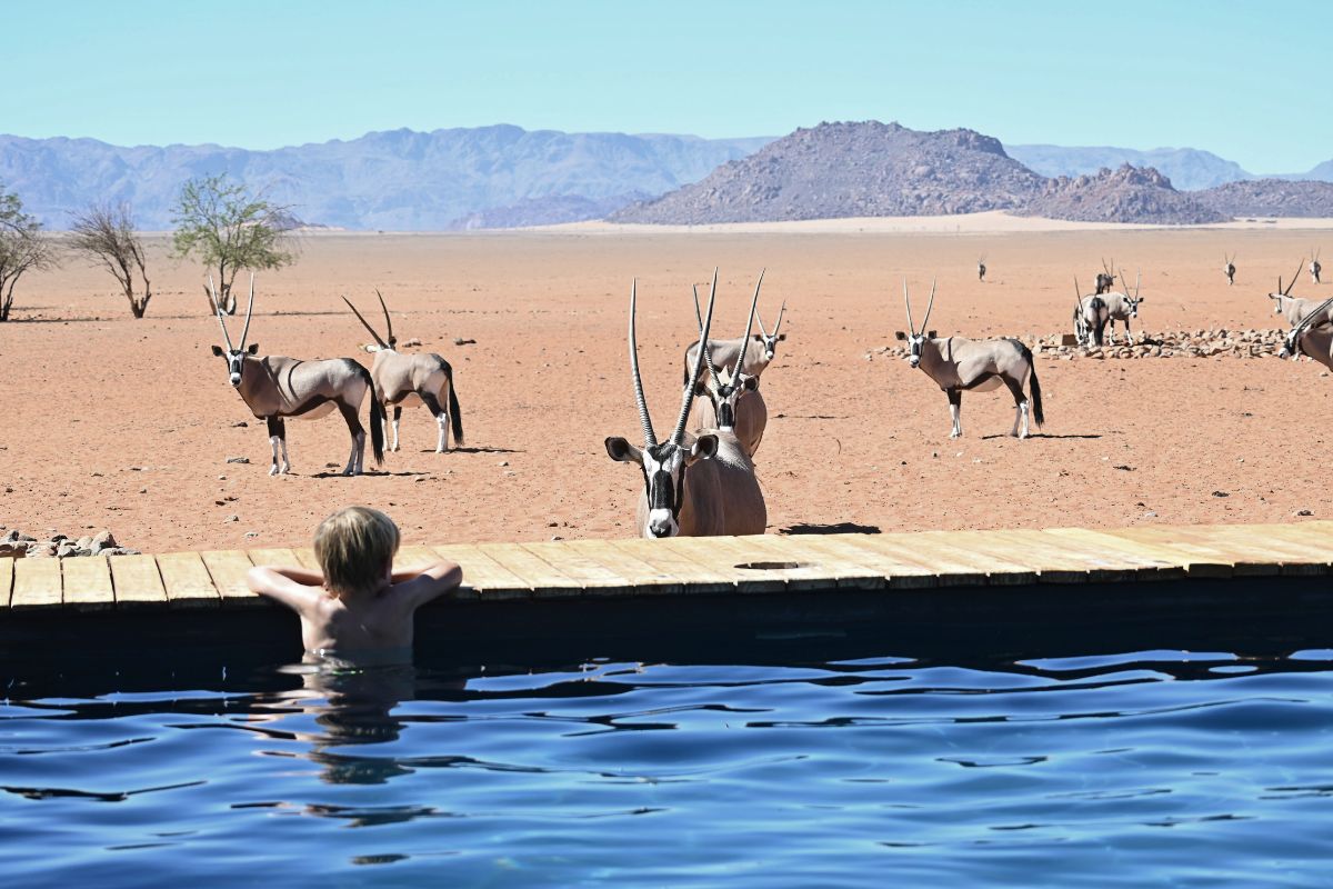 Boy in a swimming pool looking at Oryx in a desert in Namibia.