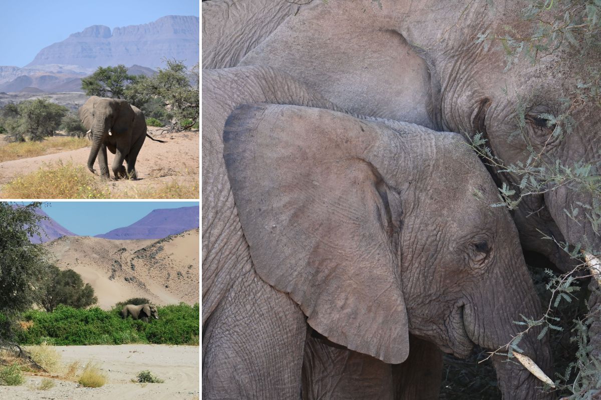 Desert adapted elephants in Damaraland in Namibia.