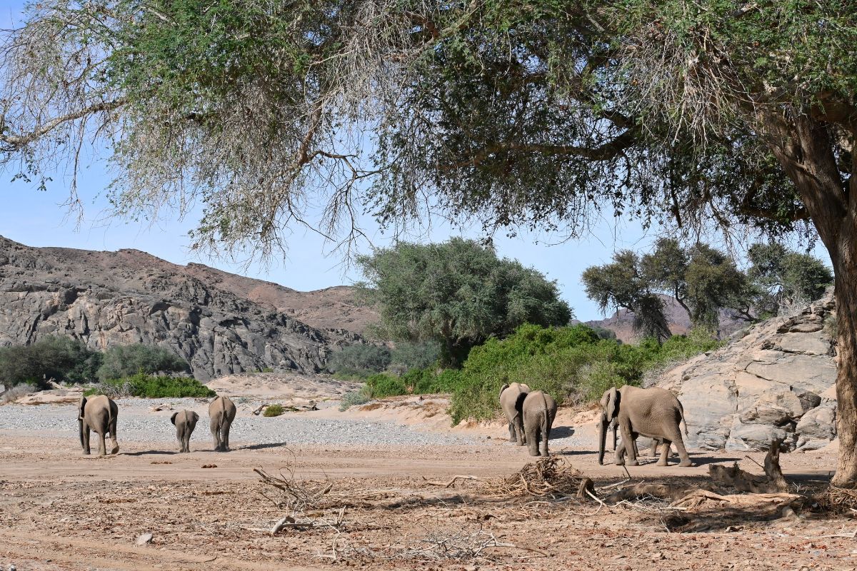 Desert adapted elephants in the Hoanib Valley in Namibia.