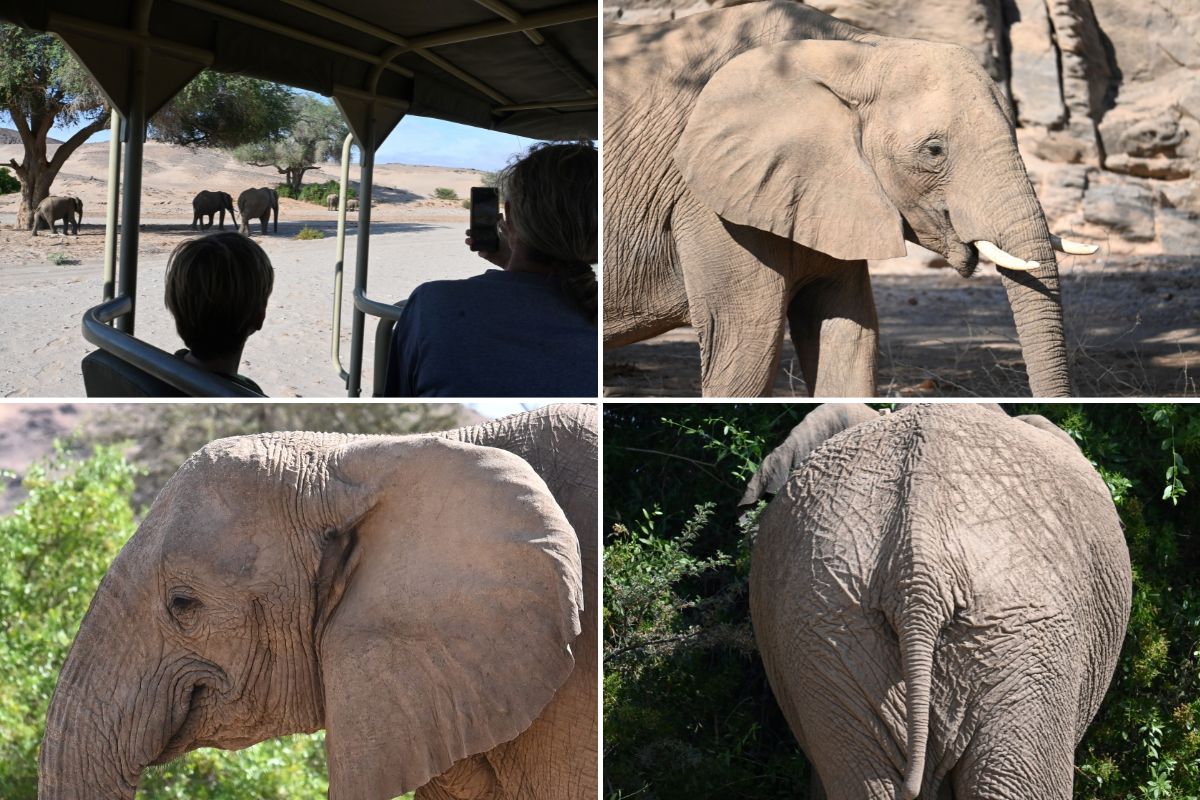 Desert adapted elephants in the Hoanib Valley in Namibia.