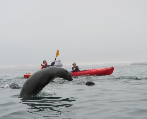 Father and son in a red kayak with a seal in the foreground jumping out of the water.