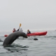 Father and son in a red kayak with a seal in the foreground jumping out of the water.