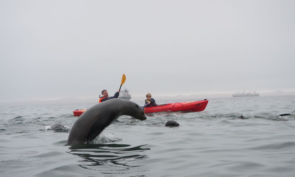 Father and son in a red kayak with a seal in the foreground jumping out of the water.