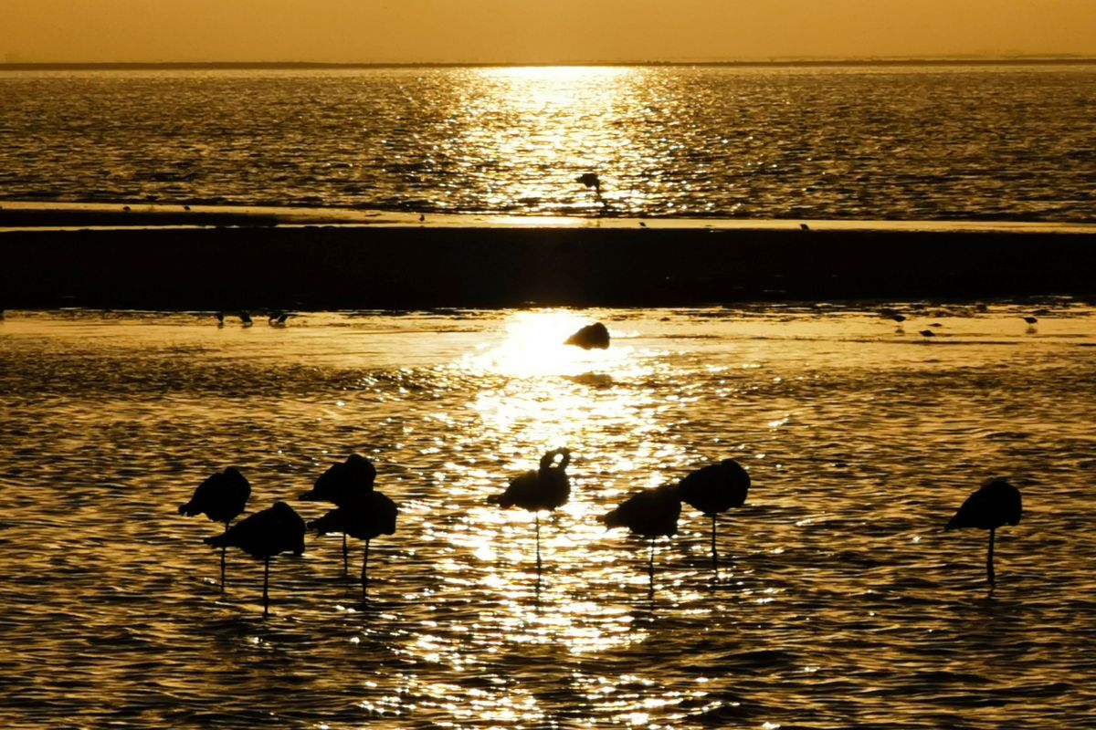 Flamingos in the water in Walvis Bay at sunset.