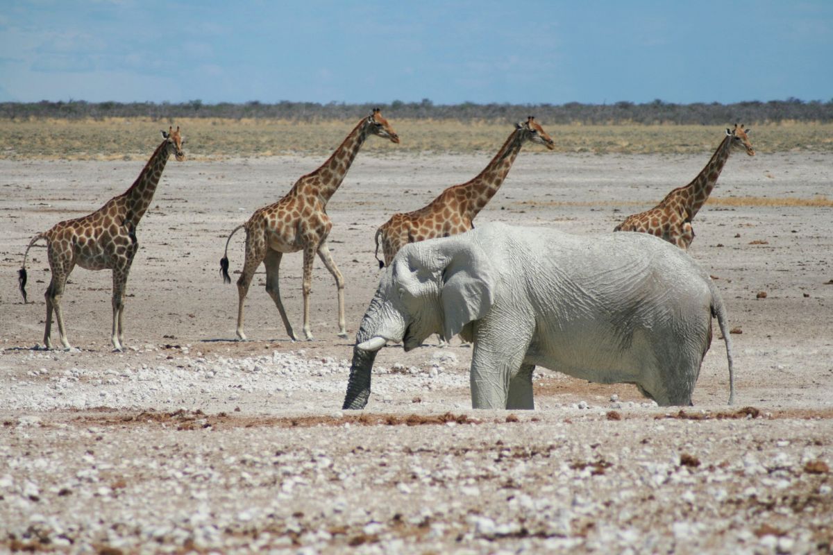 Four giraffe behind a large elephant in Etosha National Park in Namibia - one of the best places to see in Namibia.