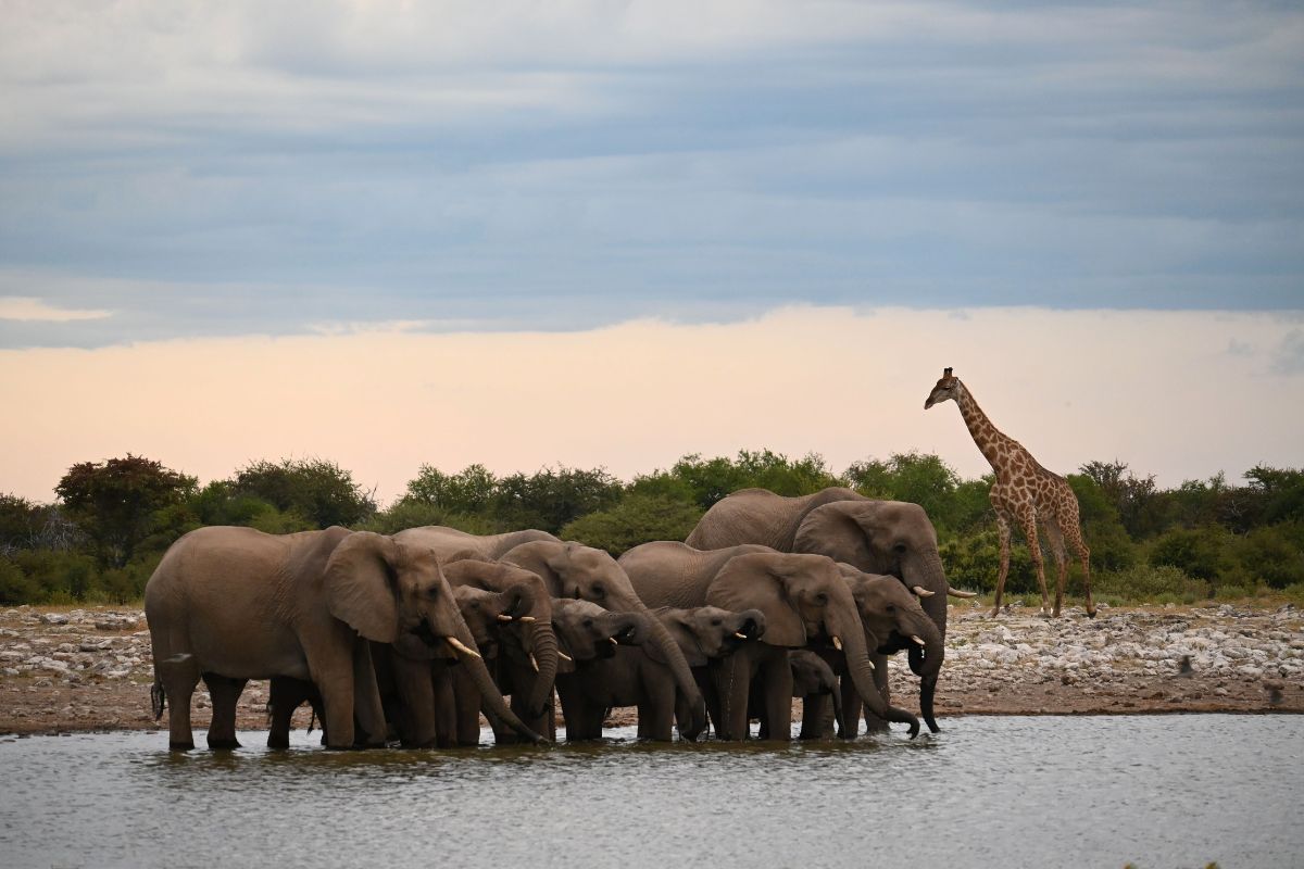 Herd of elephants at a waterhole in Etosha National Park in Namibia at sunset with a giraffe in the background.